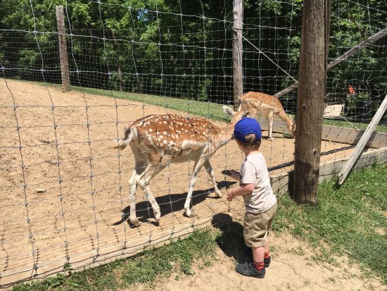 brantford twin valley zoo review